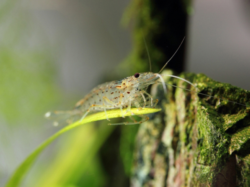 Close-up of an Amano shrimp picking algae off driftwood