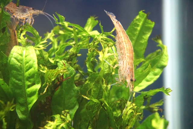 An Amano shrimp grazing on plants in a planted aquarium
