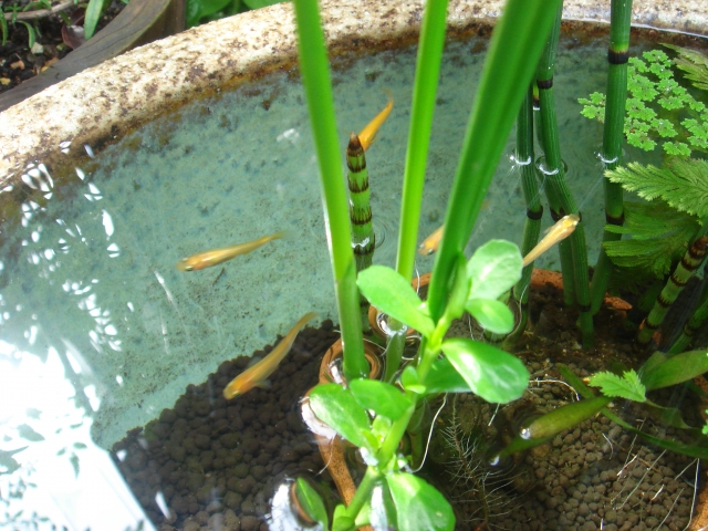 The Japanese Container Pond