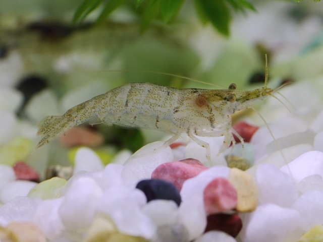 Cherry Shrimp Care