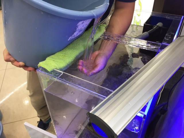 Treated water being poured from a bucket into an aquarium during a water change