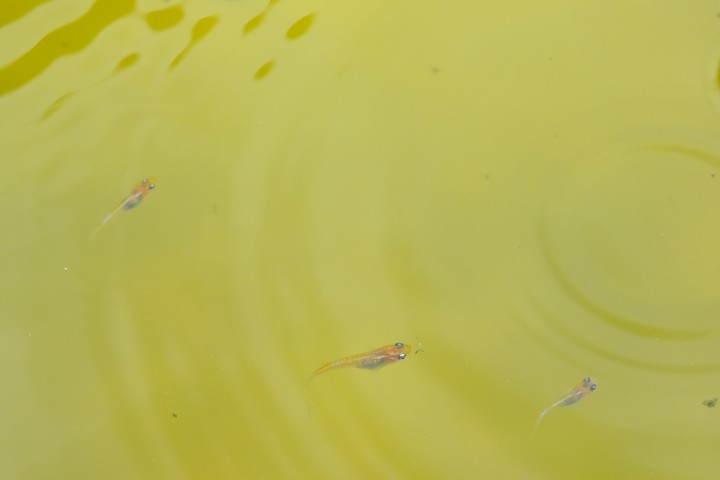 Dense yellow-green water surface with medaka barely visible