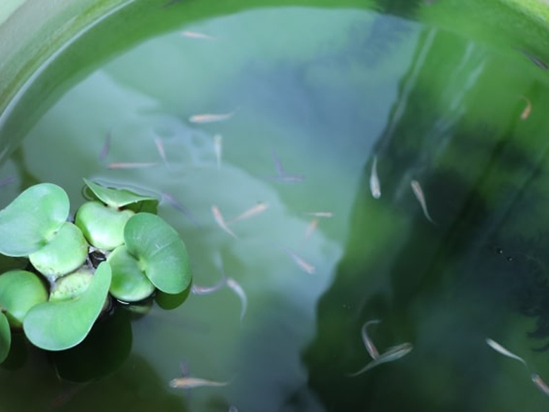 How to Culture Green Water