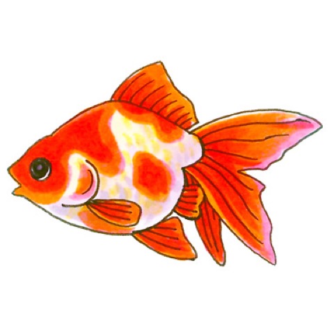Illustration of a sarasa ryukin goldfish, by Satoko Nakajima