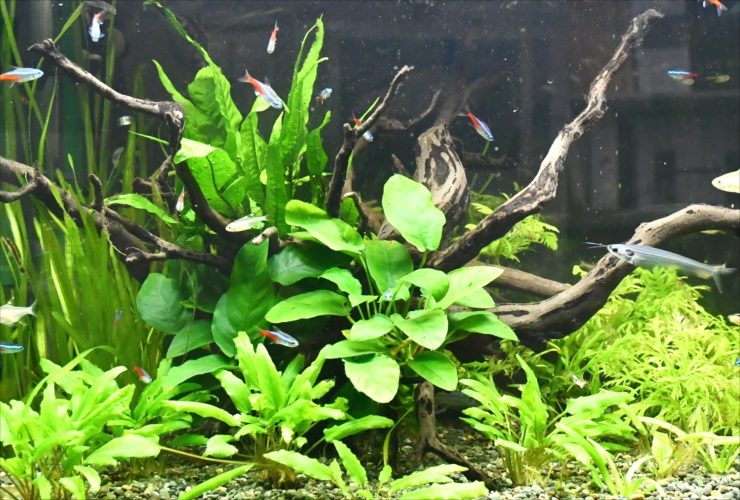 Anubias attached to driftwood with its rhizome left exposed above the substrate