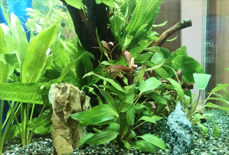 Aquascaping Basics