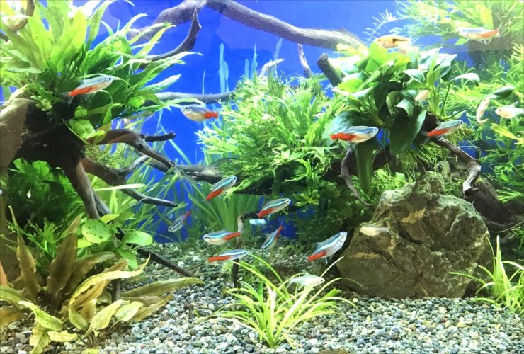 A small shoal of tetras and rasboras in a planted nano tank