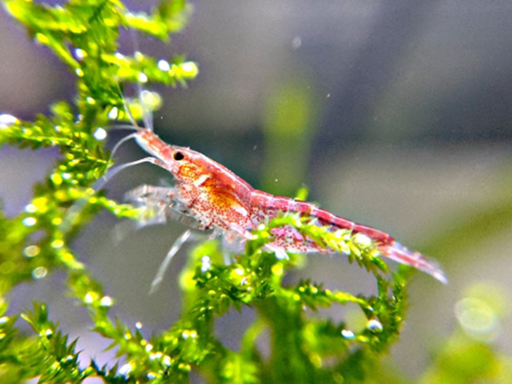 A red cherry shrimp clinging to and grazing a clump of java moss