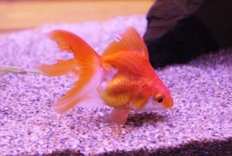 Swim Bladder Disorder in Goldfish
