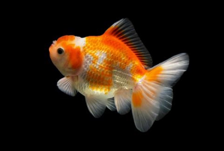 A red-and-white sarasa goldfish, a hardy beginner-friendly variety