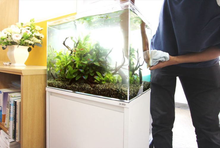 A professional aquarist servicing a planted aquarium